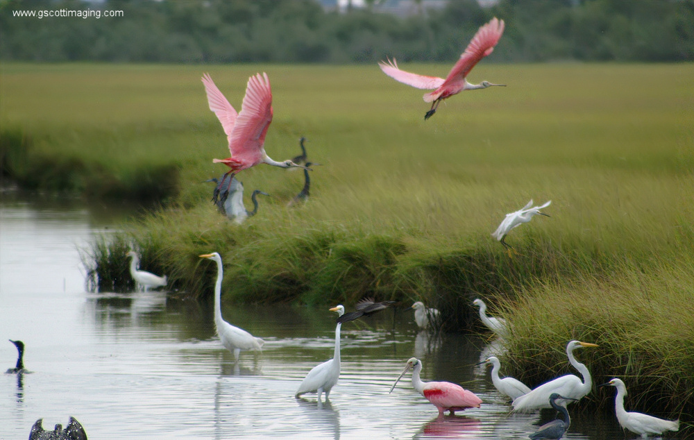 (52) Dscf7854.jpg   (1000x634)   269 Kb                                    Click to display next picture