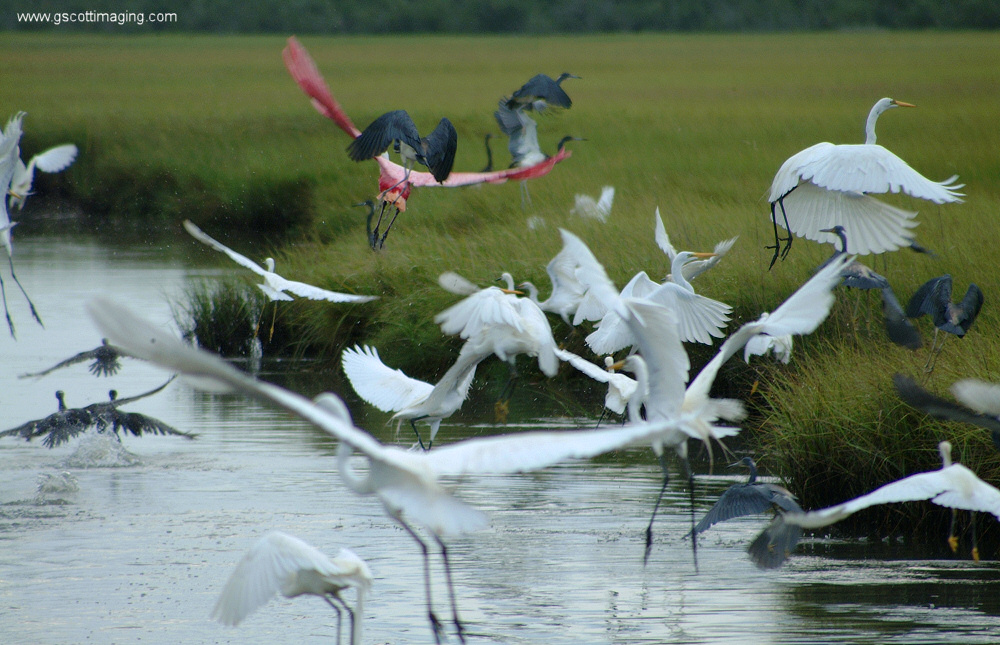 (53) Dscf7855.jpg   (1000x645)   313 Kb                                    Click to display next picture