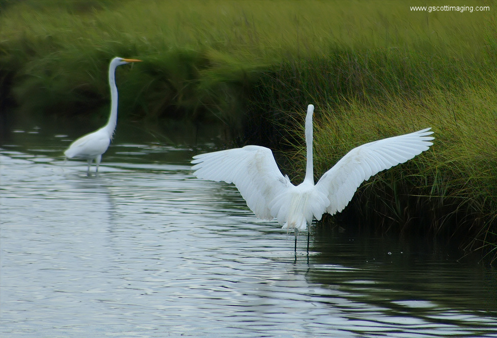 (56) Dscf7859.jpg   (1000x680)   307 Kb                                    Click to display next picture