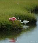 (12) Dscf7699.jpg    (631x720)    247 KB                              click to see enlarged picture