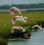 (18) Dscf7707.jpg    (693x720)    230 KB                              click to see enlarged picture