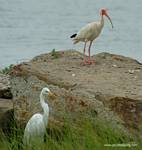 (28) Dscf7733.jpg    (686x720)    331 KB                              click to see enlarged picture