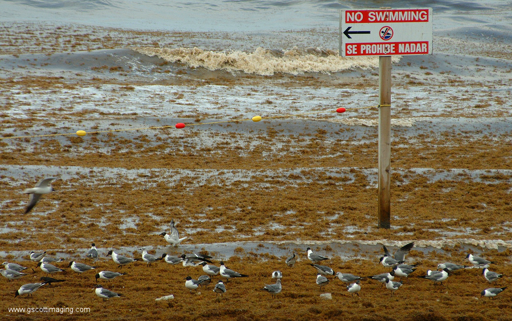 (02) Dscf7714.jpg   (1000x627)   454 Kb                                    Click to display next picture