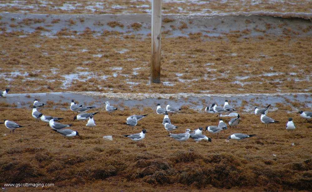 (03) Dscf7718.jpg   (1000x618)   398 Kb                                    Click to display next picture