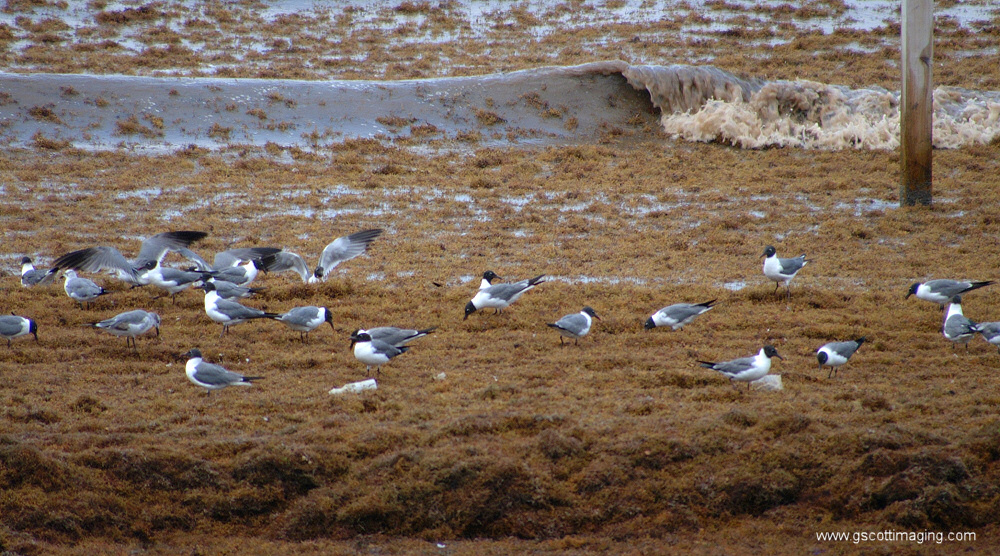 (04) Dscf7721.jpg   (1000x556)   382 Kb                                    Click to display next picture