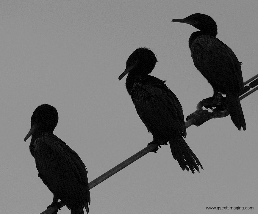 (06) Dscf7745.jpg   (867x720)   149 Kb                                    Click to display next picture