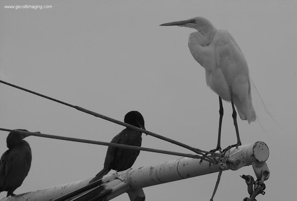 (10) Dscf7747.jpg   (1000x676)   123 Kb                                    Click to display next picture