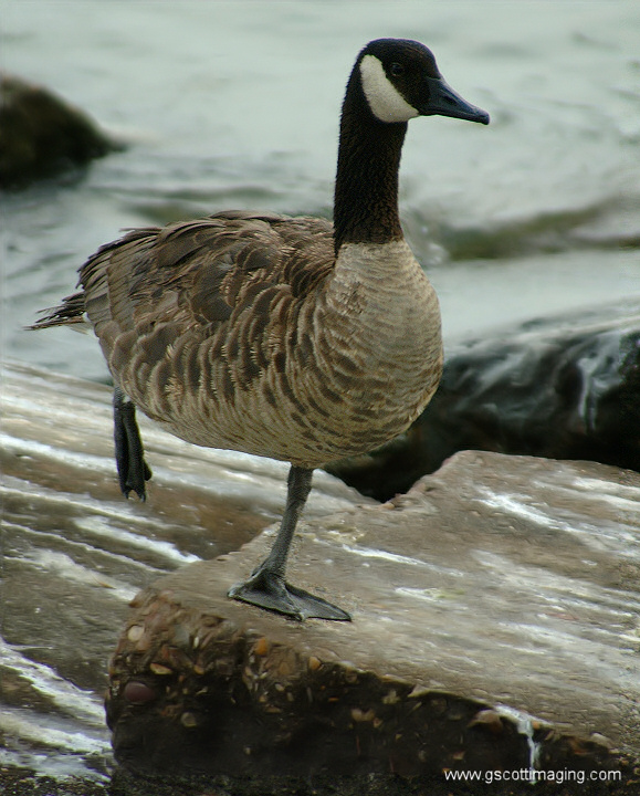 (13) Dscf7753.jpg   (579x720)   190 Kb                                    Click to display next picture