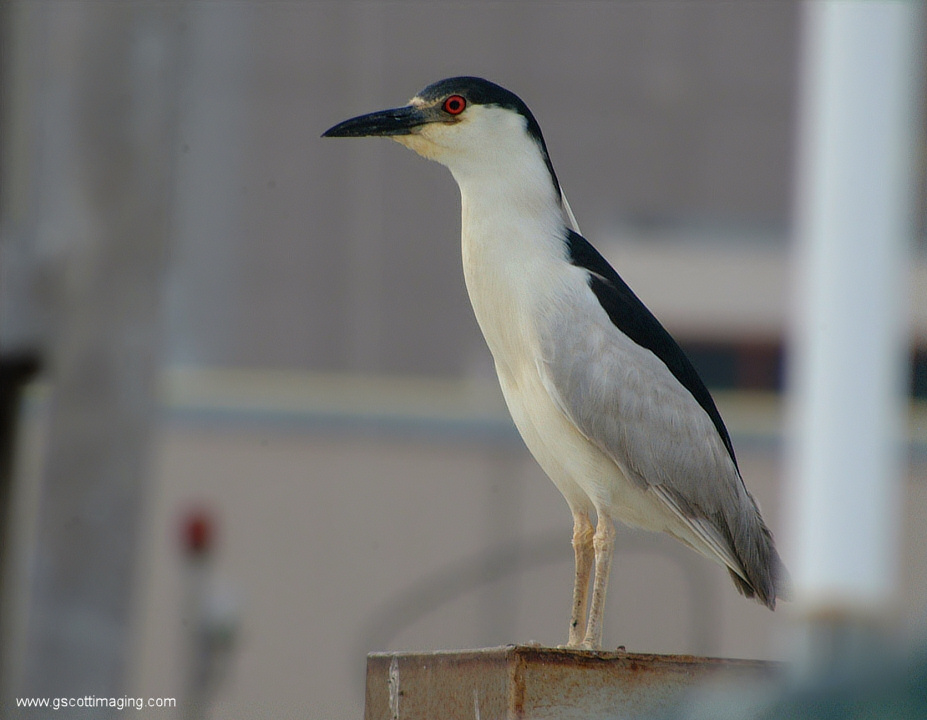 (15) Dscf7756.jpg   (927x720)   171 Kb                                    Click to display next picture