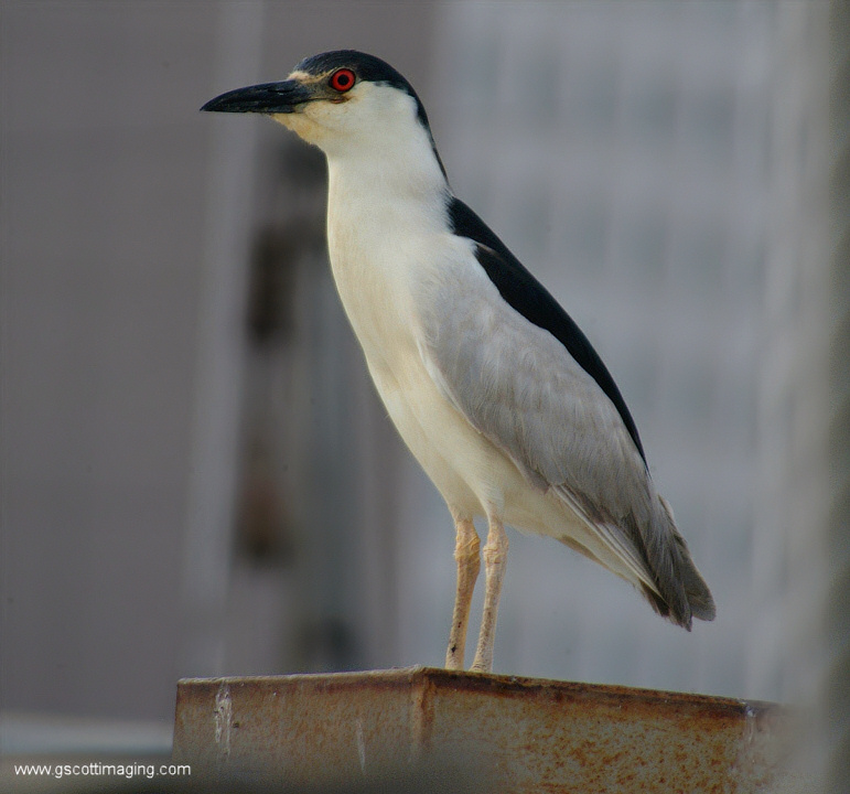 (16) Dscf7757.jpg   (771x720)   160 Kb                                    Click to display next picture