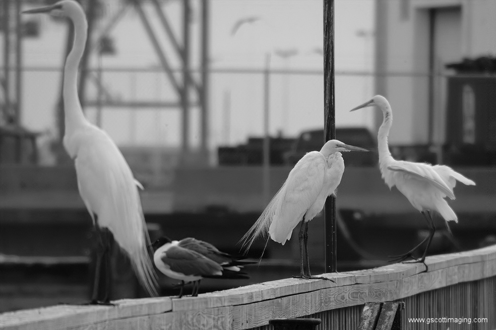 (17) Dscf7759.jpg   (1000x667)   142 Kb                                    Click to display next picture