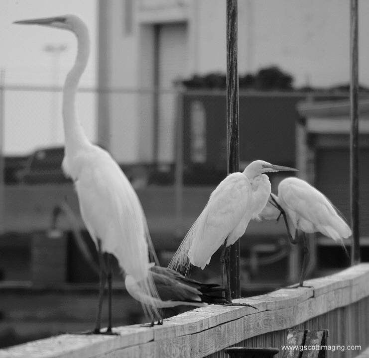 (18) Dscf7760.jpg   (741x720)   143 Kb                                    Click to display next picture