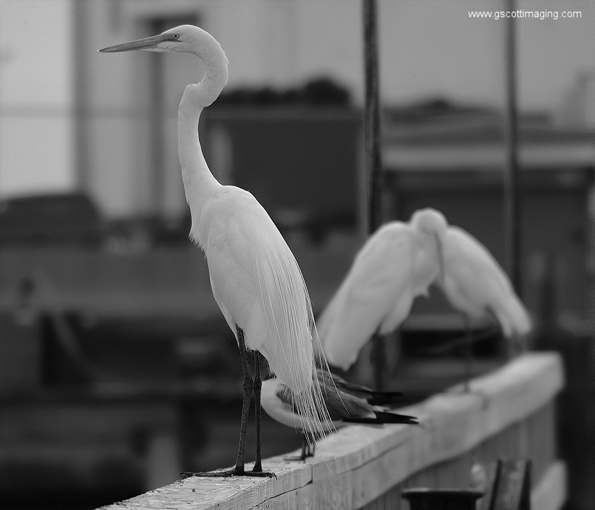 (19) Dscf7761.jpg   (840x720)   125 Kb                                    Click to display next picture