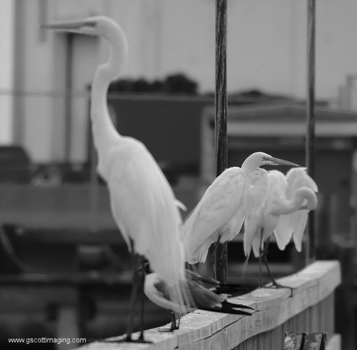 (20) Dscf7762.jpg   (735x720)   109 Kb                                    Click to display next picture