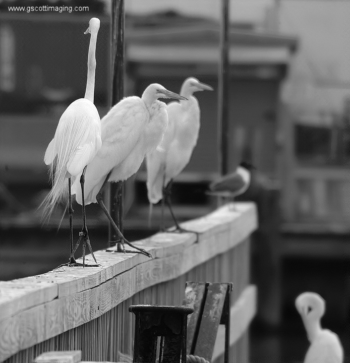 (21) Dscf7763.jpg   (694x720)   137 Kb                                    Click to display next picture