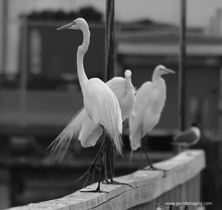 (22) Dscf7764.jpg   (763x720)   136 Kb                                    Click to display next picture