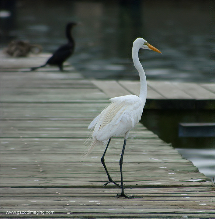 (23) Dscf7765.jpg   (707x720)   179 Kb                                    Click to display next picture