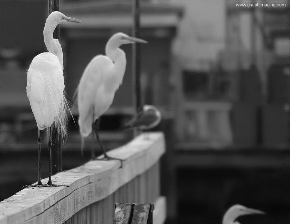 (26) Dscf7767.jpg   (933x720)   146 Kb                                    Click to display next picture