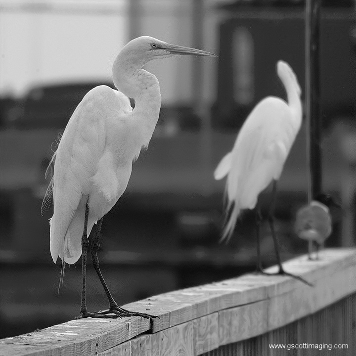 (29) Dscf7773.jpg   (720x720)   131 Kb                                    Click to display next picture