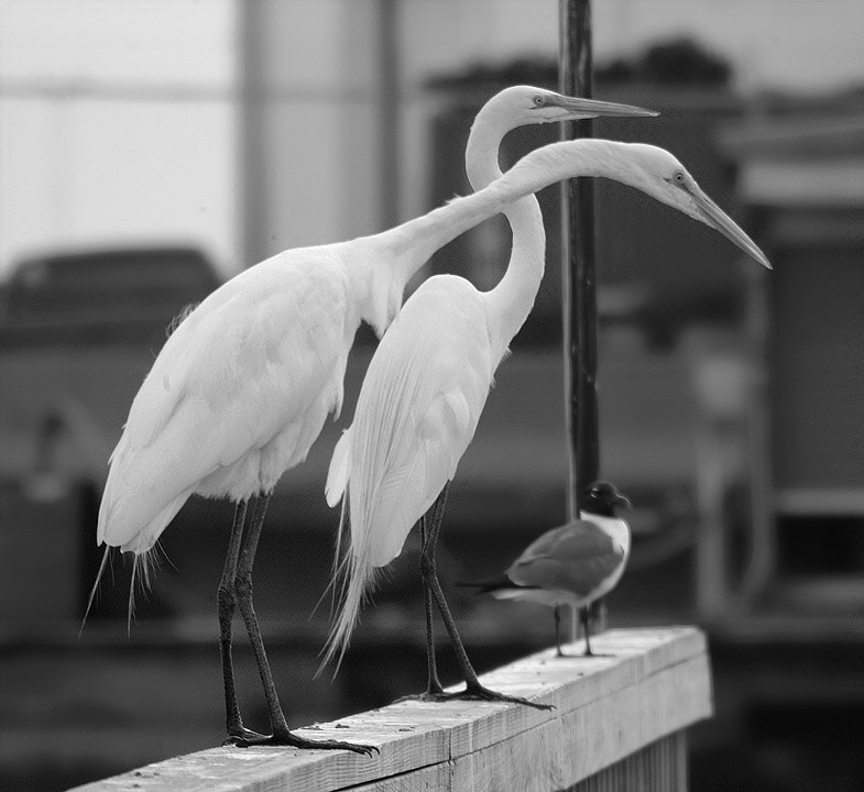 (30) Dscf7775.jpg   (785x720)   142 Kb                                    Click to display next picture