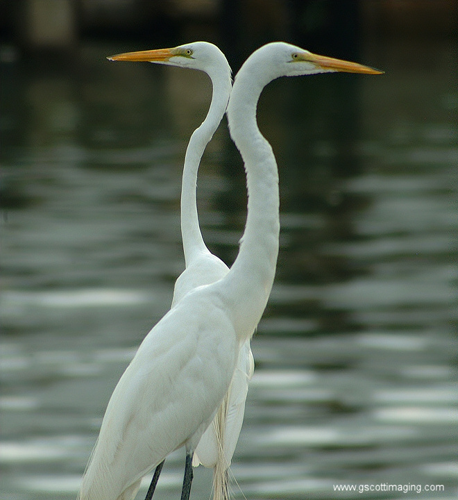 (35) Dscf7781.jpg   (660x720)   165 Kb                                    Click to display next picture