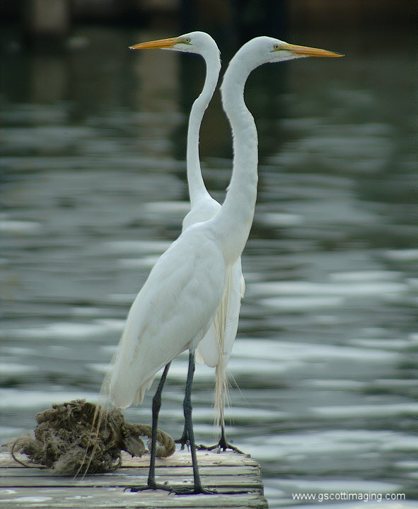 (36) Dscf7783.jpg   (591x720)   159 Kb                                    Click to display next picture