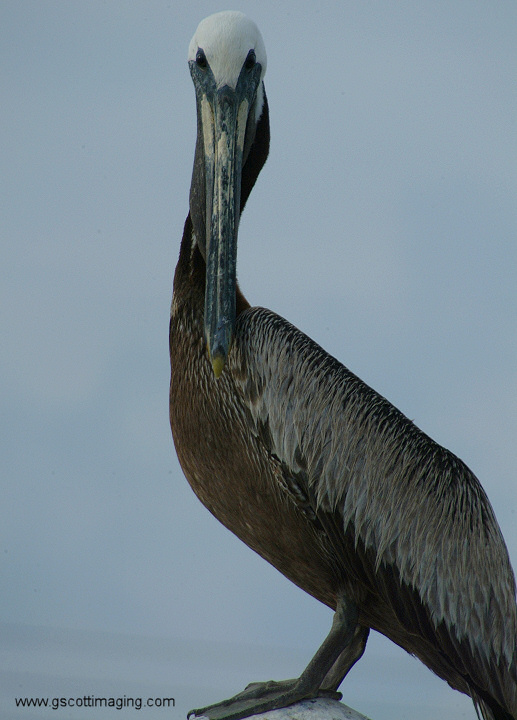 (37) Dscf7786.jpg   (517x720)   135 Kb                                    Click to display next picture