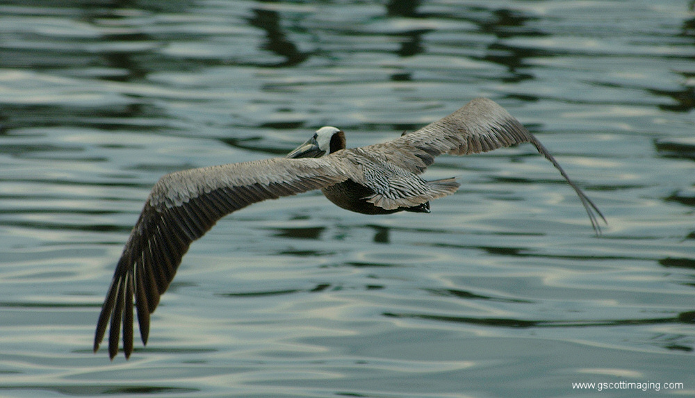 (39) Dscf7789.jpg   (1000x573)   245 Kb                                    Click to display next picture