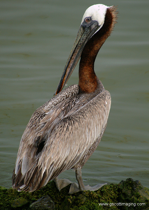 (41) Dscf7795.jpg   (513x720)   215 Kb                                    Click to display next picture