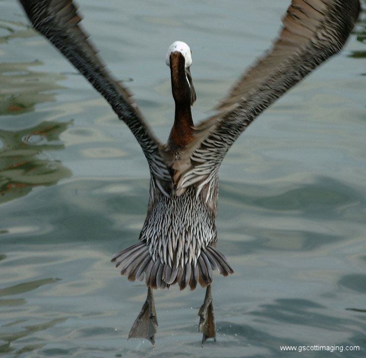 (43) Dscf7798.jpg   (737x720)   211 Kb                                    Click to display next picture