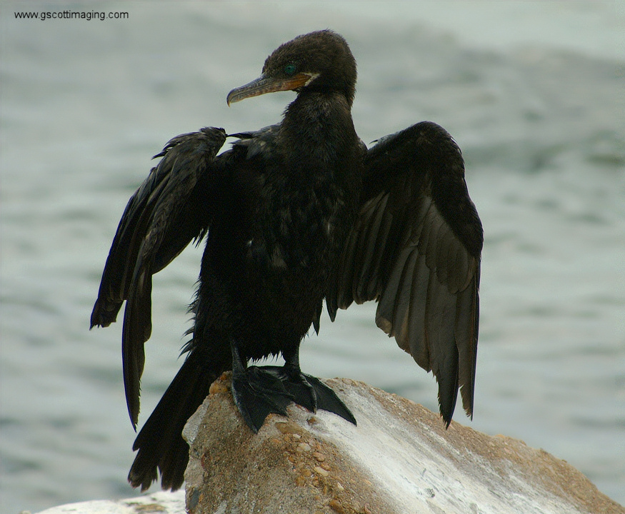 (45) Dscf7817.jpg   (875x720)   249 Kb                                    Click to display next picture