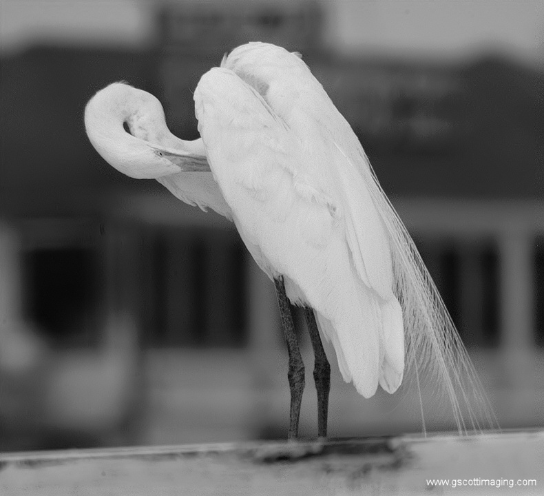 (46) Dscf7801.jpg   (790x720)   130 Kb                                    Click to display next picture