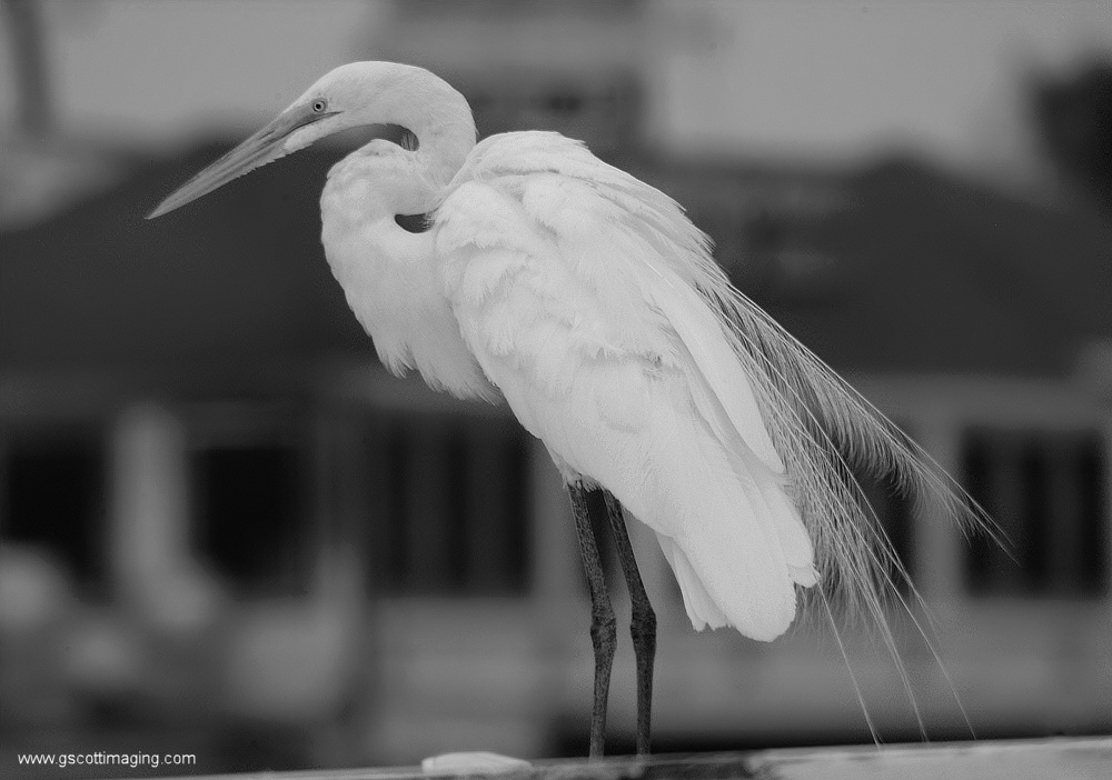 (47) Dscf7802.jpg   (1000x702)   161 Kb                                    Click to display next picture