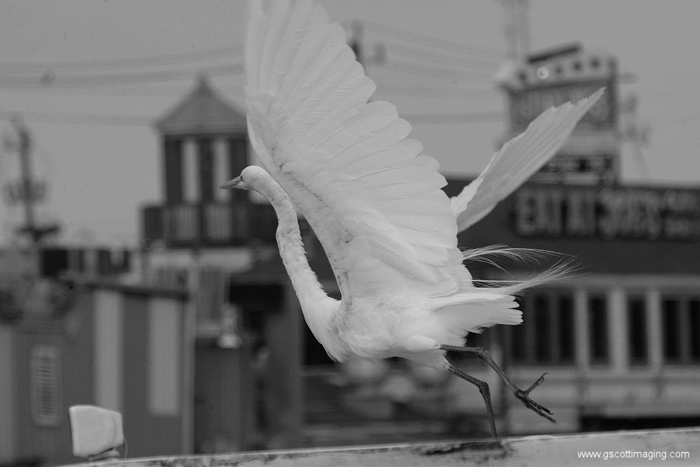 (48) Dscf7803.jpg   (1000x668)   168 Kb                                    Click to display next picture