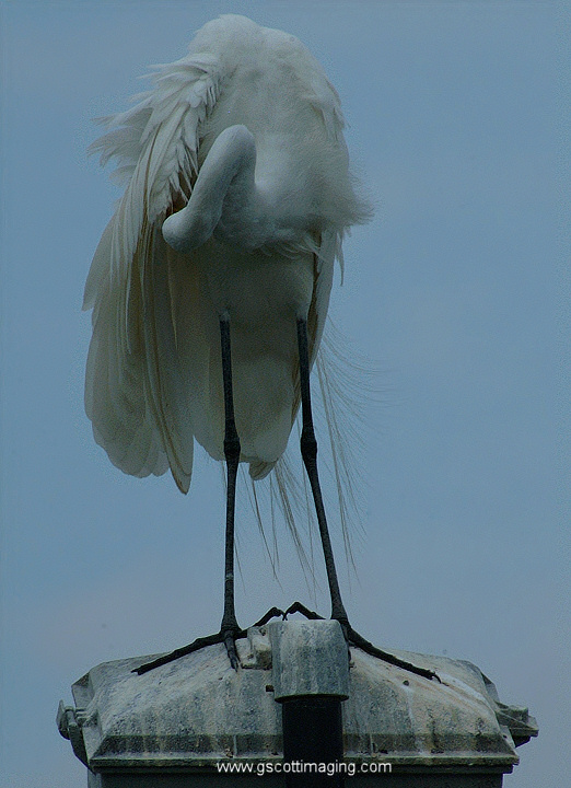 (49) Dscf7804.jpg   (522x720)   156 Kb                                    Click to display next picture