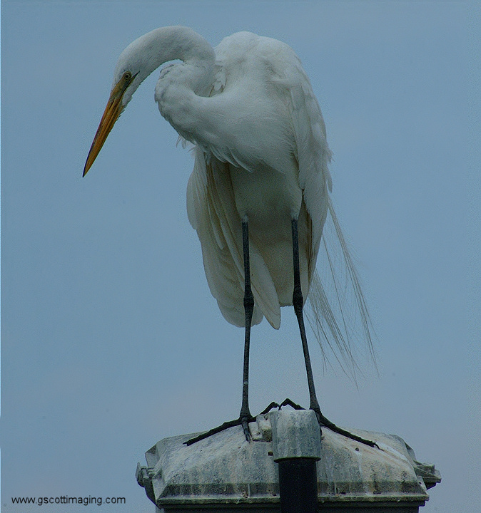 (50) Dscf7805.jpg   (674x720)   174 Kb                                    Click to display next picture