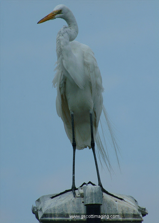 (51) Dscf7806.jpg   (513x720)   109 Kb                                    Click to display next picture