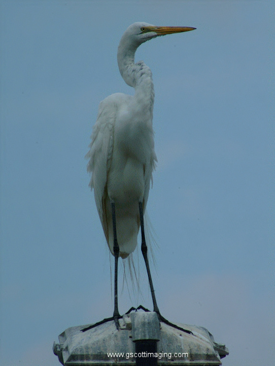 (52) Dscf7807.jpg   (542x720)   104 Kb                                    Click to display next picture