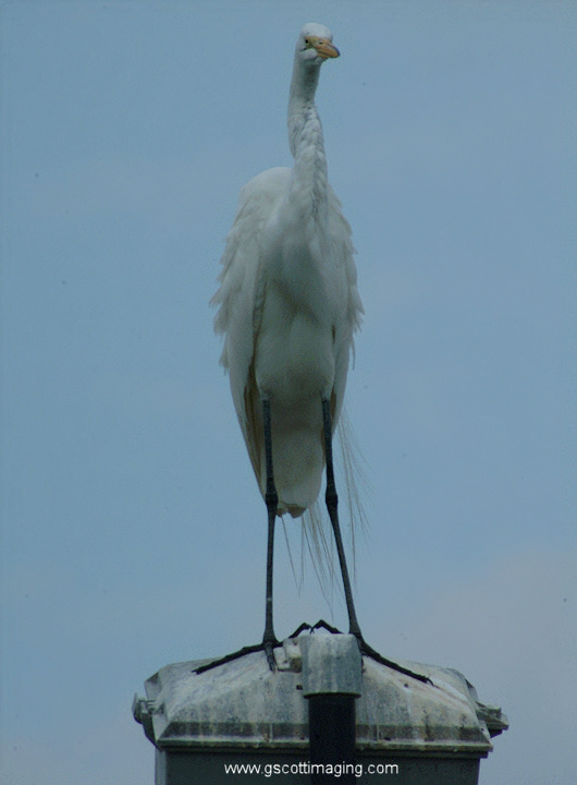 (53) Dscf7808.jpg   (530x720)   100 Kb                                    Click to display next picture