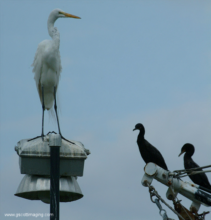 (53) Dscf7809.jpg   (693x720)   140 Kb                                    Click to display next picture