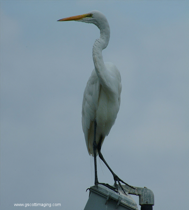 (55) Dscf7818.jpg   (647x720)   108 Kb                                    Click to display next picture