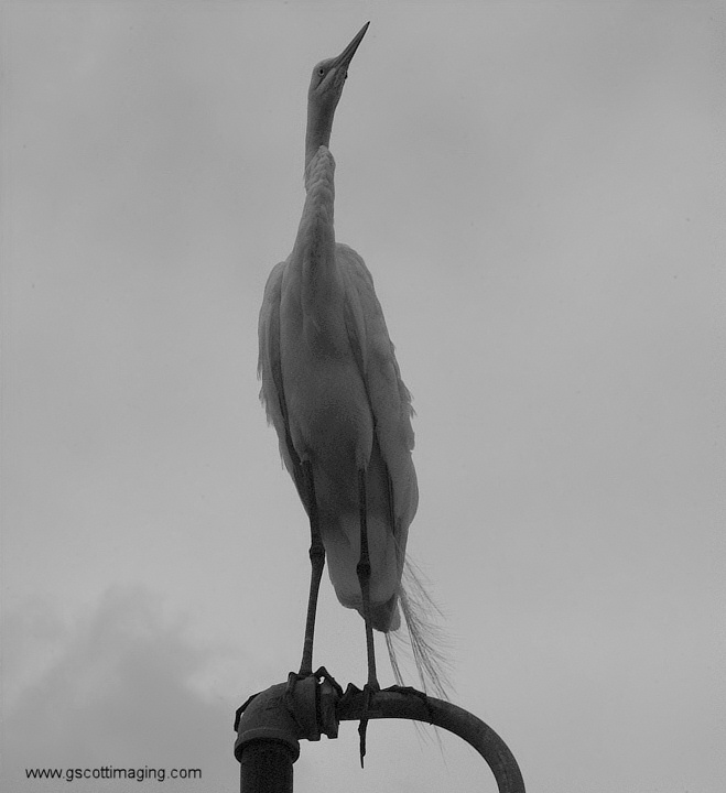 (58) Dscf7814.jpg   (659x720)   75 Kb                                    Click to display next picture