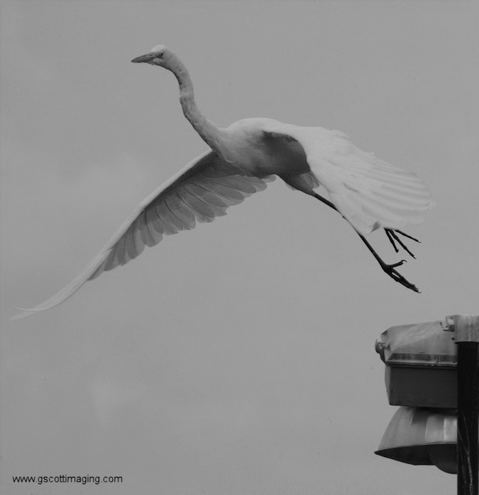 (59) Dscf7812.jpg   (696x720)   75 Kb                                    Click to display next picture