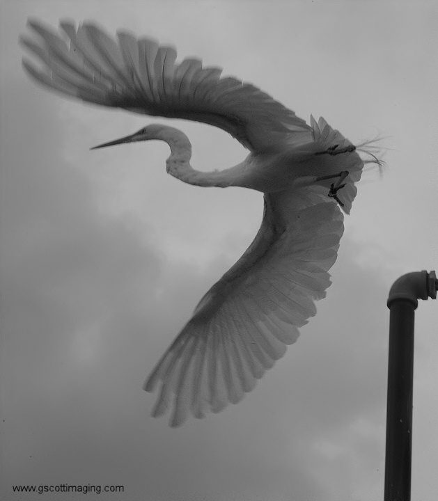 (61) Dscf7815.jpg   (629x720)   78 Kb                                    Click to display next picture