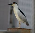 (16) Dscf7757.jpg    (771x720)    160 KB                              click to see enlarged picture