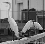 (18) Dscf7760.jpg    (741x720)    143 KB                              click to see enlarged picture