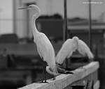 (19) Dscf7761.jpg    (840x720)    125 KB                              click to see enlarged picture