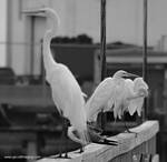 (20) Dscf7762.jpg    (735x720)    109 KB                              click to see enlarged picture