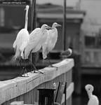 (21) Dscf7763.jpg    (694x720)    137 KB                              click to see enlarged picture