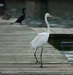 (23) Dscf7765.jpg    (707x720)    179 KB                              click to see enlarged picture